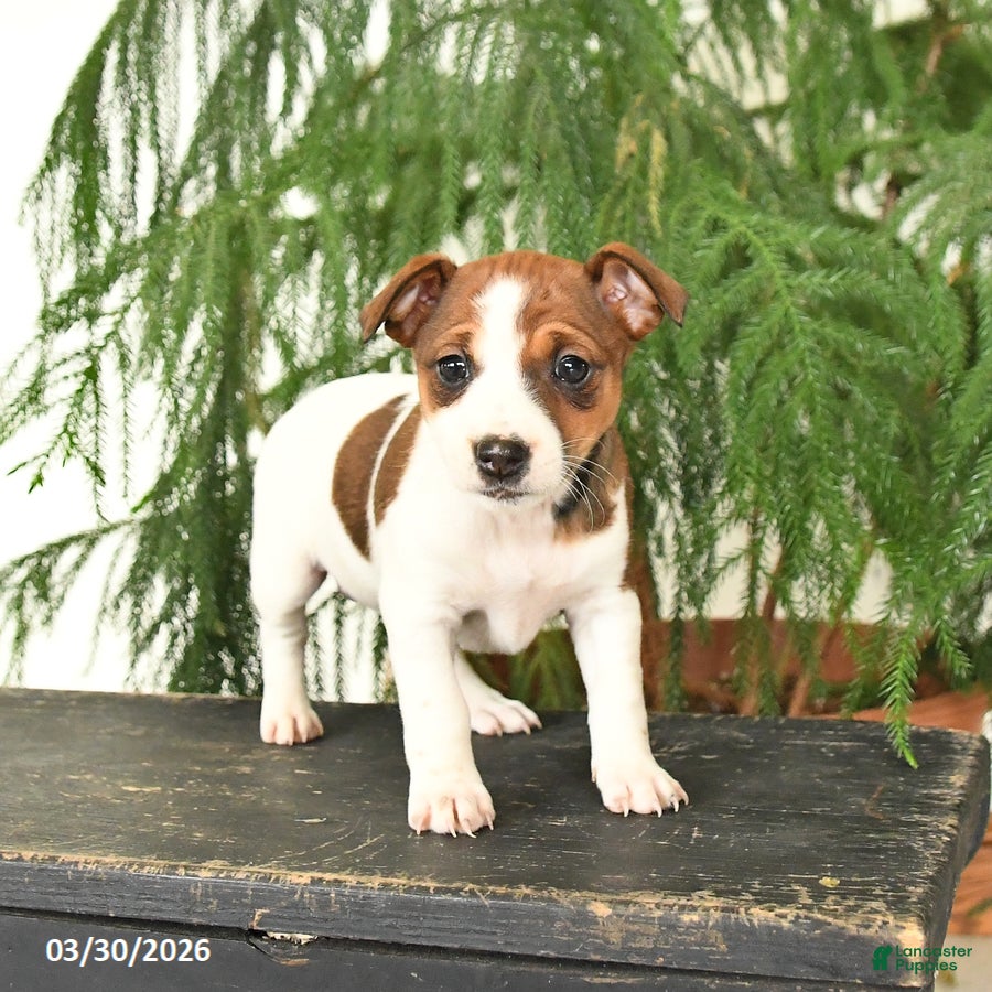 Jack Russell Terrier dogs Joyce - Ad 2