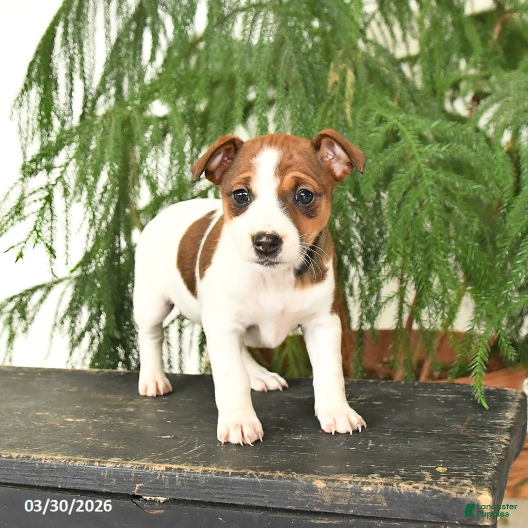Jack Russell Terrier dogs for sale: Joyce - Ad 2