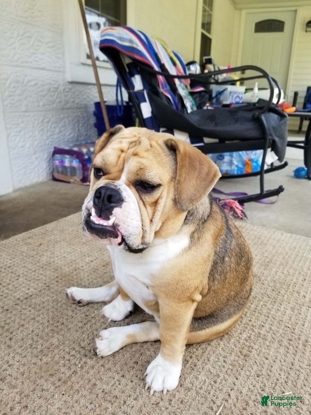 English Bulldog dogs for sale: Grizz - Ad 3