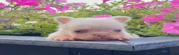 French Bulldog dogs for sale: Babe - Ad 4