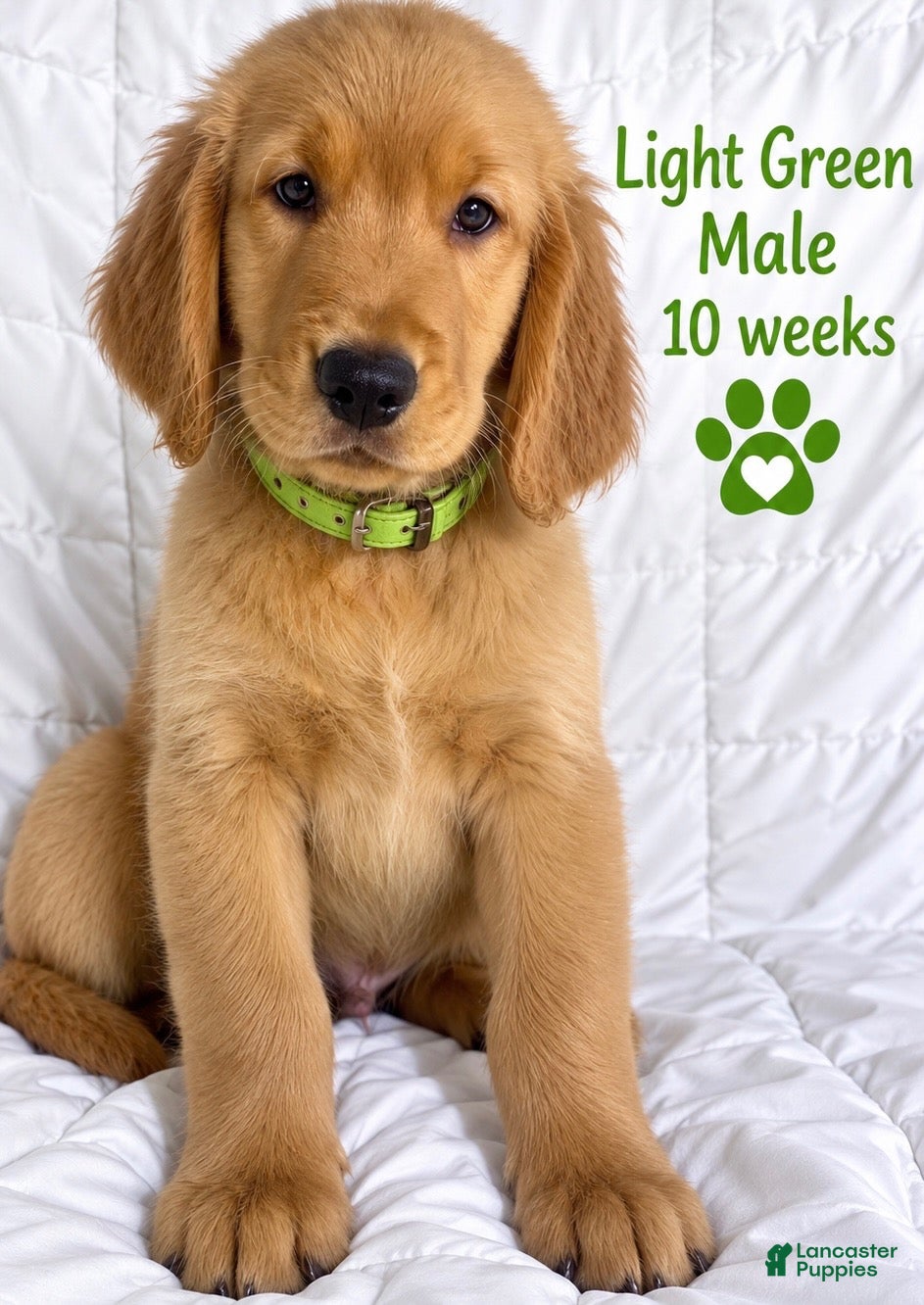 Golden Retriever dogs Light Green CKC/DNA HLTH Tested - Ad 11
