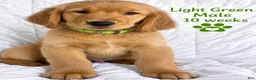 Golden Retriever dogs for sale: Light Green CKC/DNA HLTH Tested - Ad 1