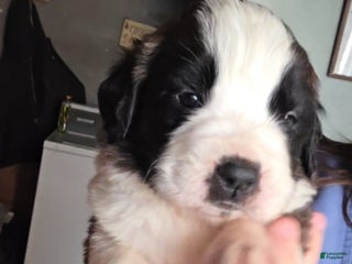 Saint Bernard dogs - Ad 20