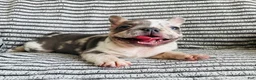 French Bulldog dogs for sale: Amber  - Ad 13