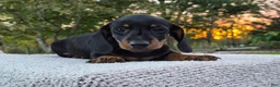 Miniature Dachshund dogs for sale: Peanut  - Ad 6