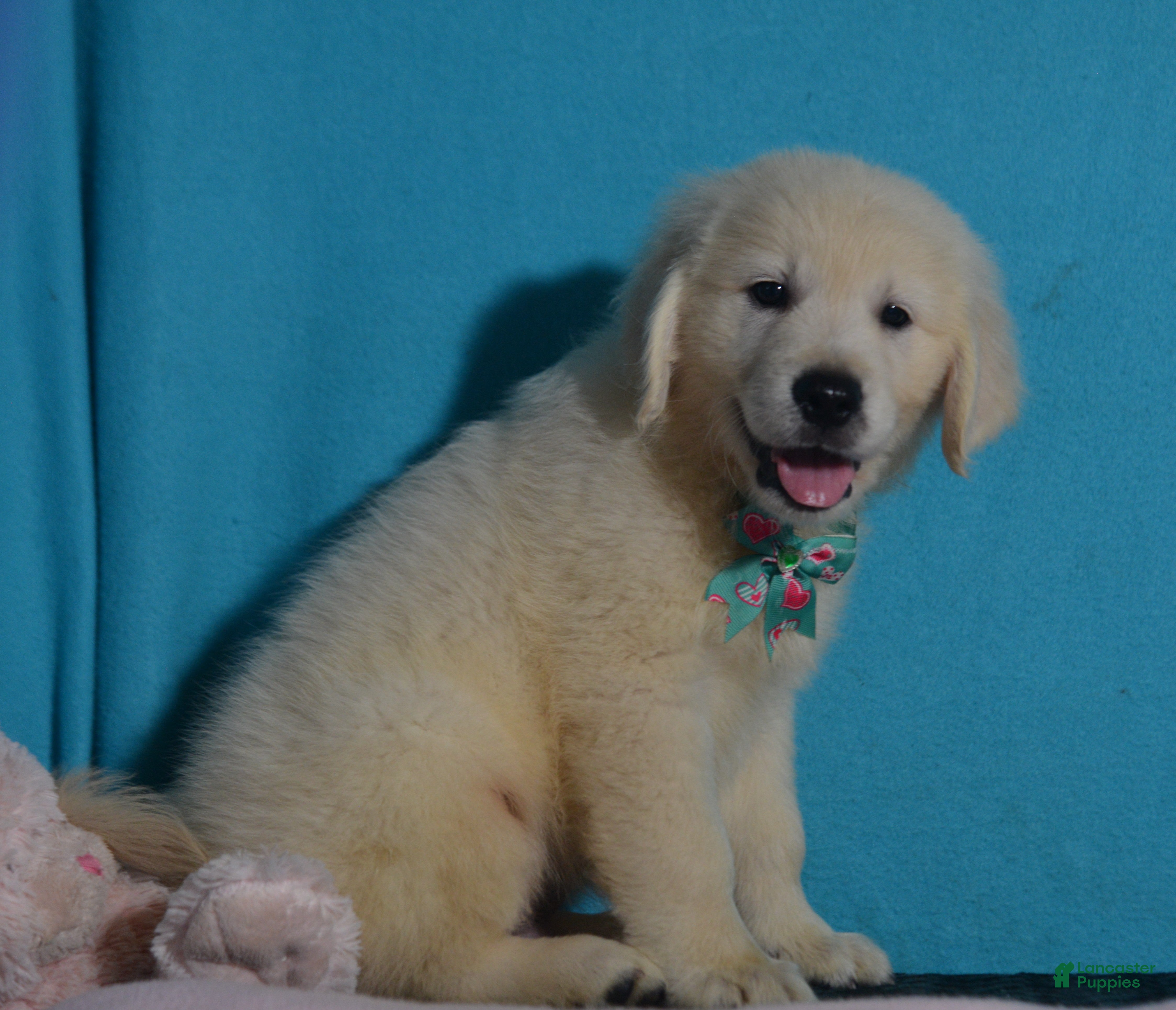 Golden Retriever dogs Taylor - Ad 2