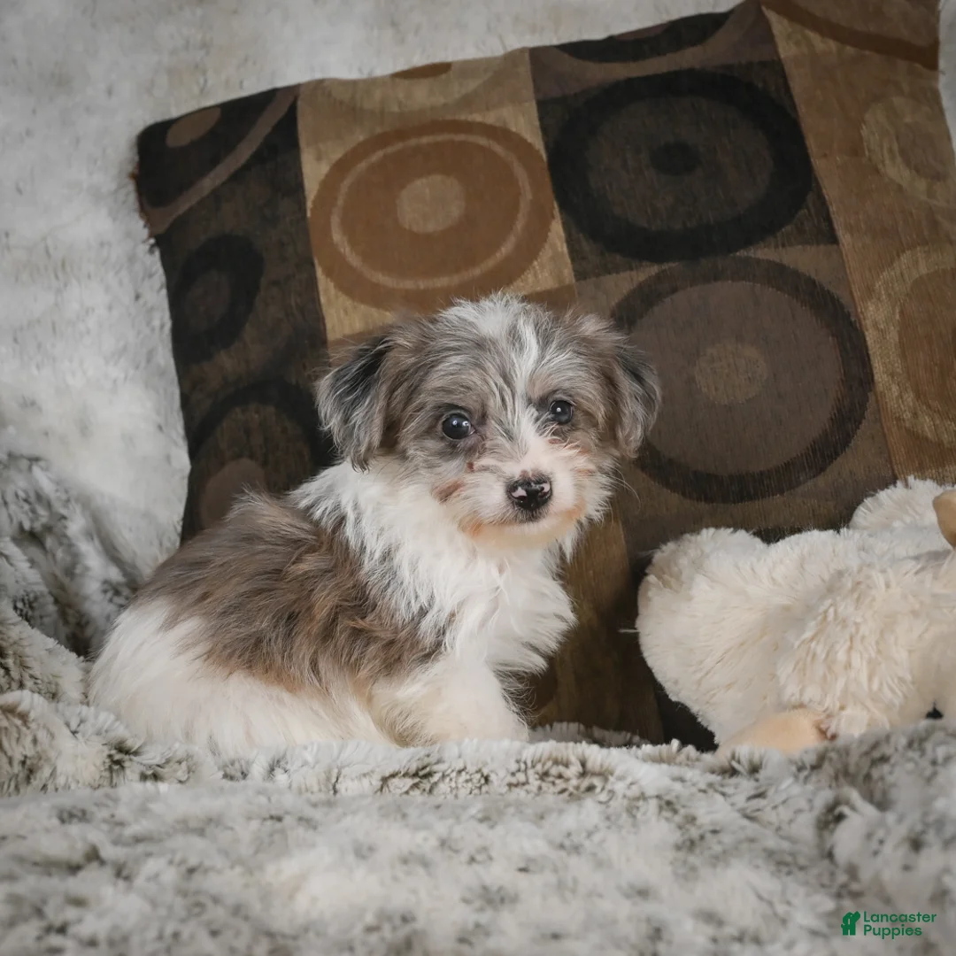 Mixed Breed dogs for sale: Clover - Ad 2
