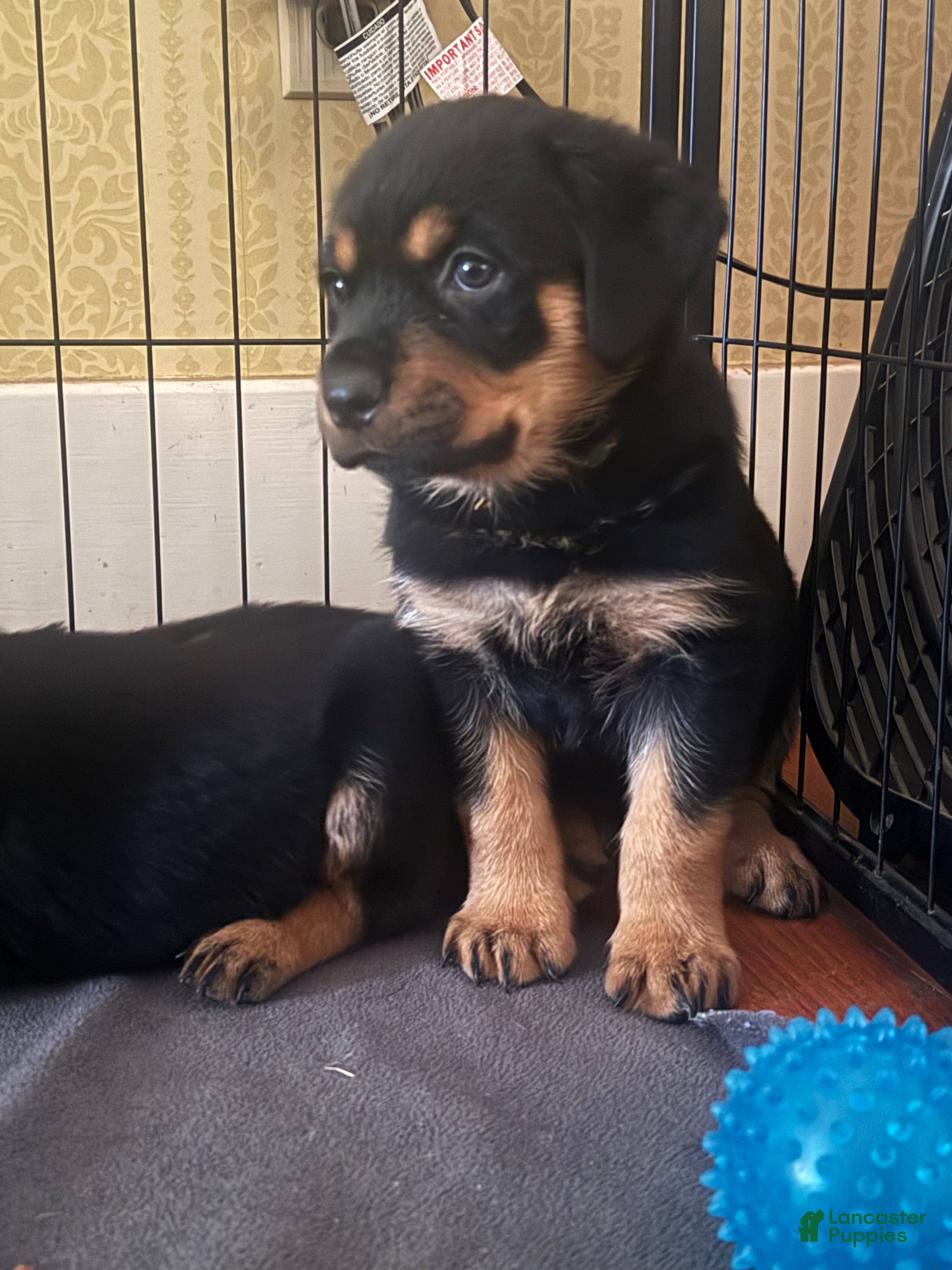 Rottweiler dogs for sale: Dream - Ad 2
