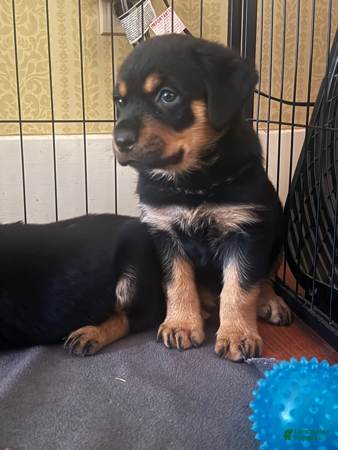 Rottweiler dogs for sale: Dream - Ad 1
