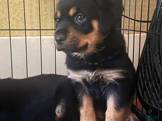 Rottweiler dogs for sale: Dream - Ad 2