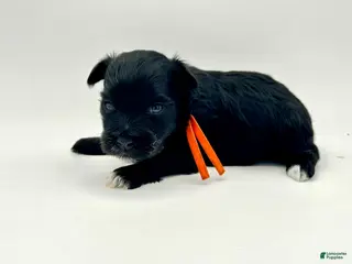 Miniature Schnauzer dogs for sale: Promise - Ad 2