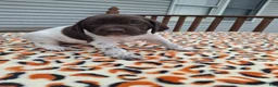 German Shorthaired Pointer dogs for sale: German Shorthaired Pointer Willow - Ad 1