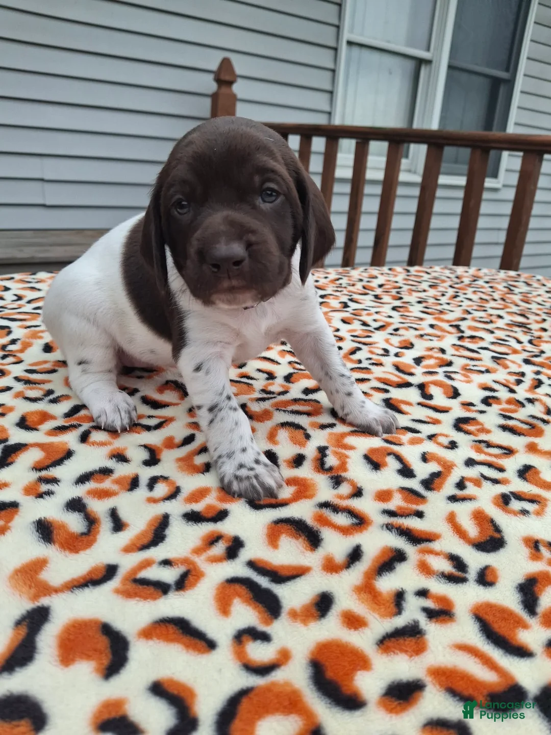 German Shorthaired Pointer dogs for sale: German Shorthaired Pointer Willow - Ad 1