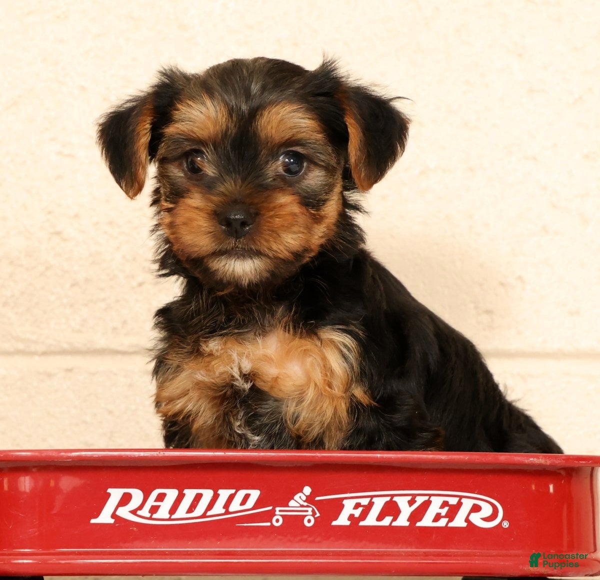 Yorkshire Terrier dogs Autumn - Ad 1
