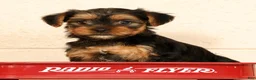 Yorkshire Terrier dogs for sale: Autumn - Ad 1