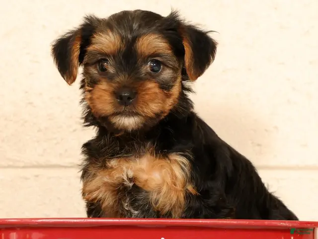 Yorkshire Terrier dogs for sale: Autumn - Ad 1