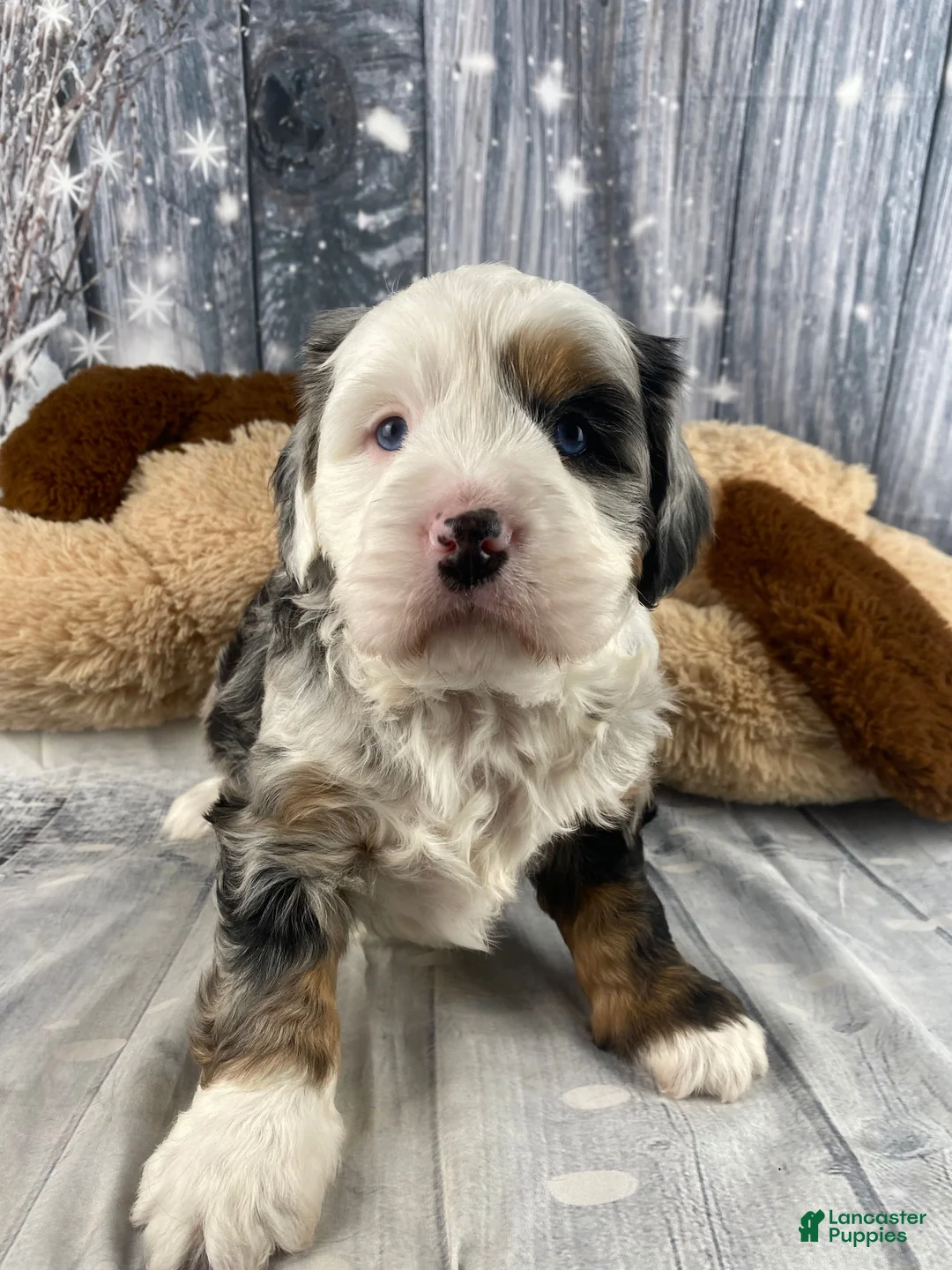 Mixed Breed dogs for sale: Rubio - Ad 4
