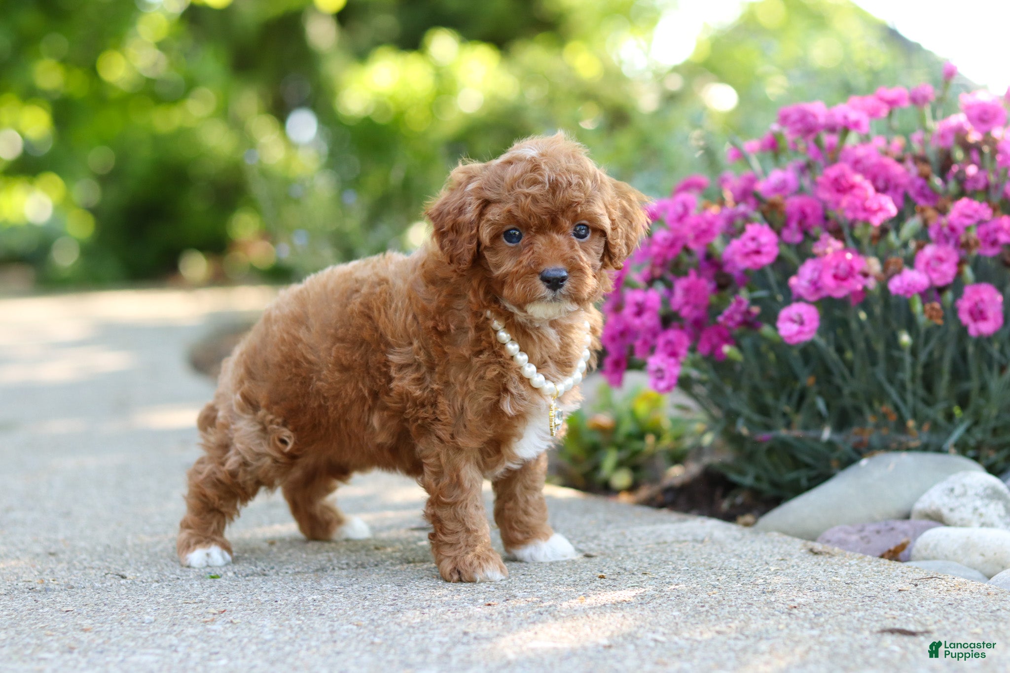 Cavapoo dogs for sale: Maggie - Ad 6