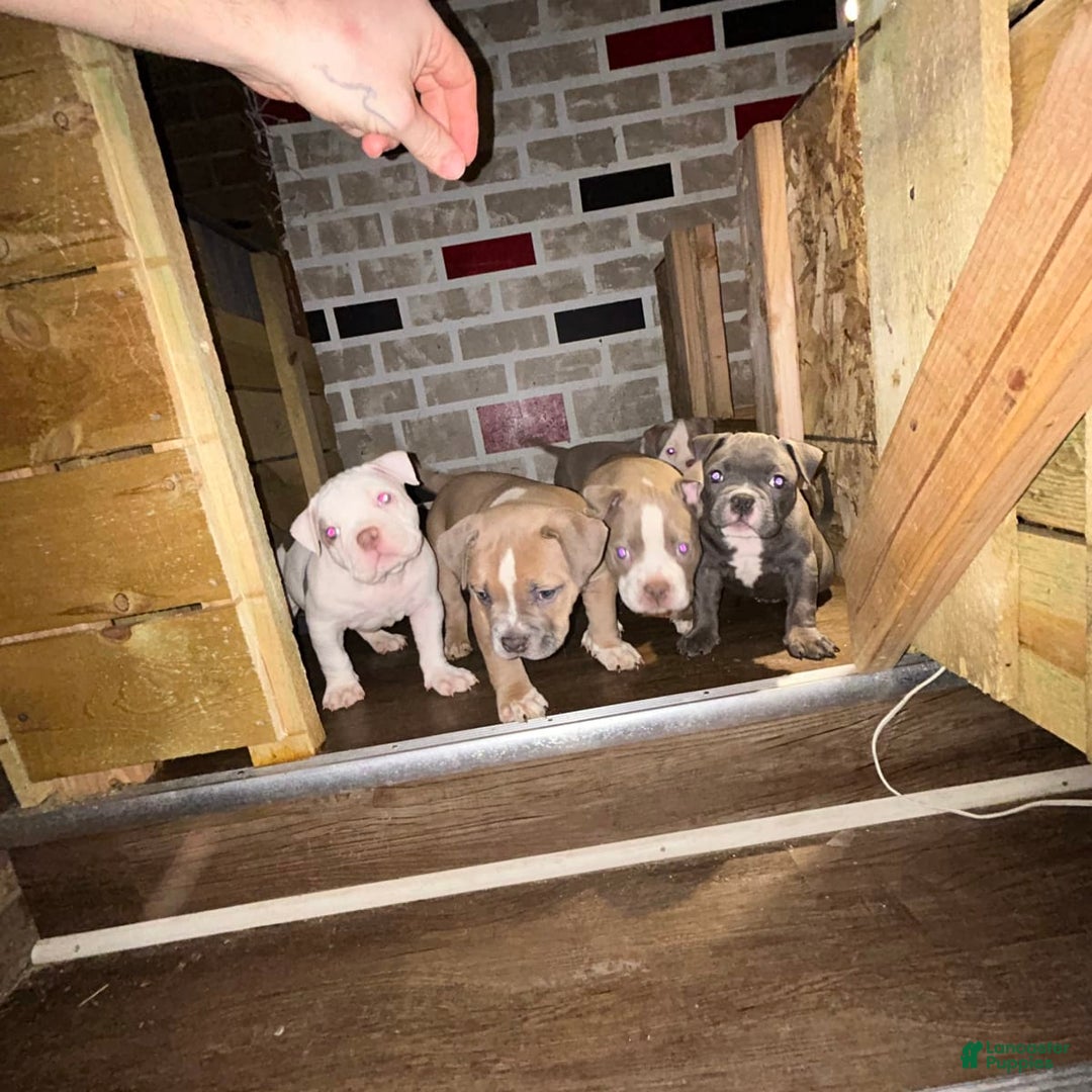 Gallery Image {{count}}