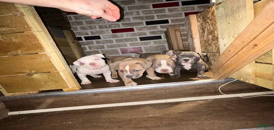 Gallery Image {{count}}