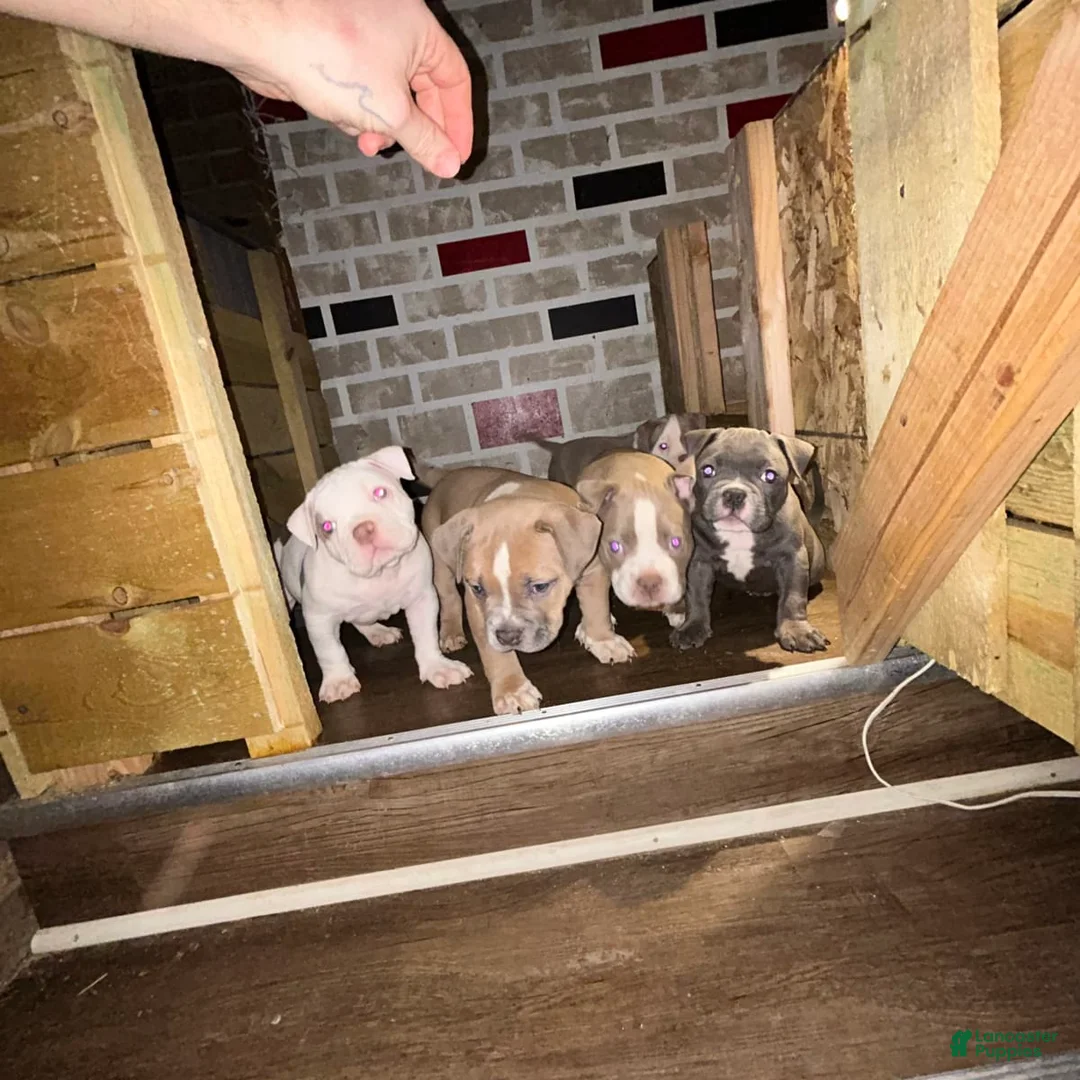 Gallery Image {{count}}