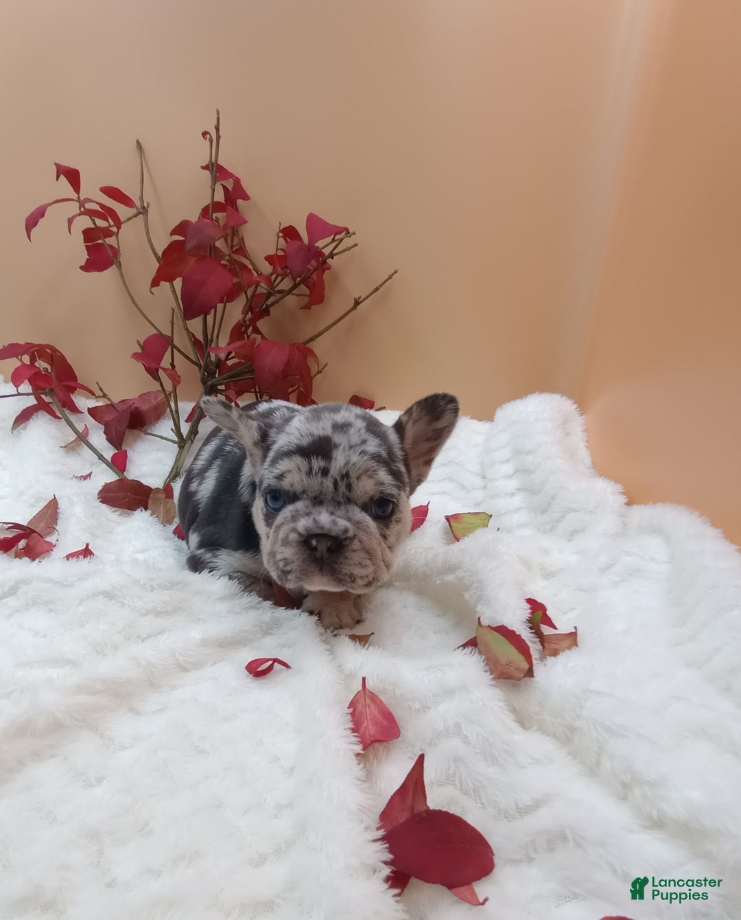 French Bulldog dogs for sale: Hunter  - Ad 13