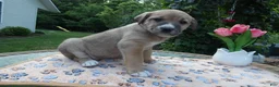Cane Corso dogs for sale: Cane Corso Puppy 6 Stella - Ad 3