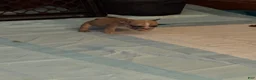 French Bulldog dogs for sale: French Bulldog 5 daisy,fay  - Ad 9