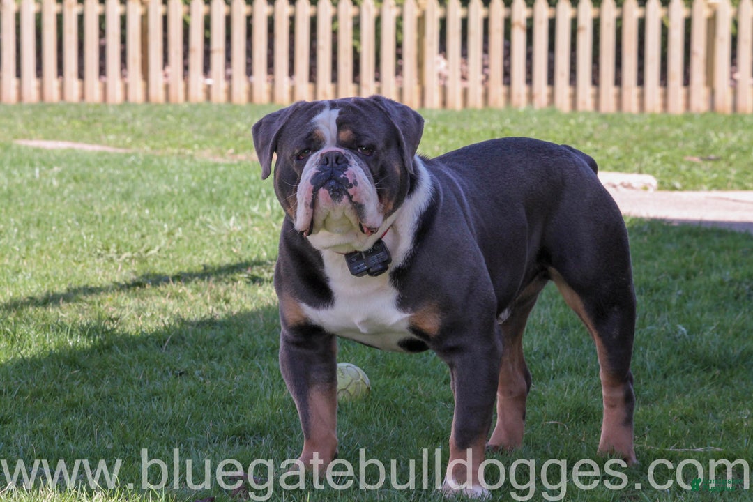 Olde English Bulldogge dogs for sale: Jingle Bells - Ad 8
