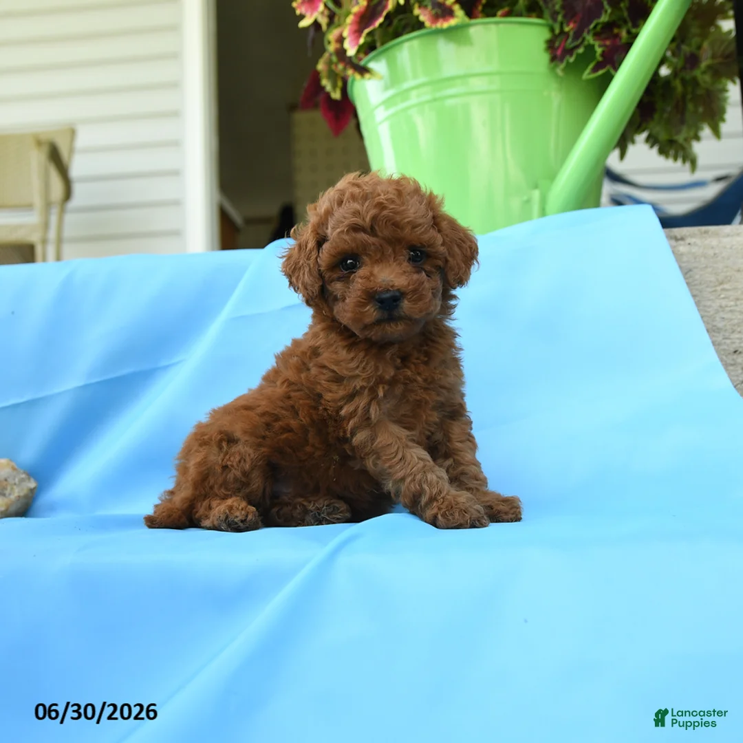 Toy Poodle dogs for sale: Ferdinand - Ad 1