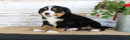 Bernese Mountain Dog dogs for sale: Madison - Ad 5
