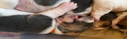 Basset Hound dogs for sale: Blue and white 1-orange collar - Ad 14