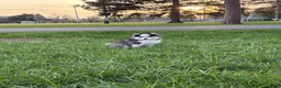 Pomsky dogs for sale: Quinn - Ad 4