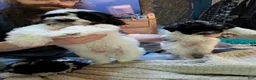 Maltipoo dogs for sale: Bruno - Ad 3