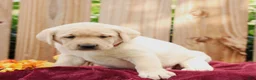 Labrador Retriever dogs for sale: Rylee  - Ad 1