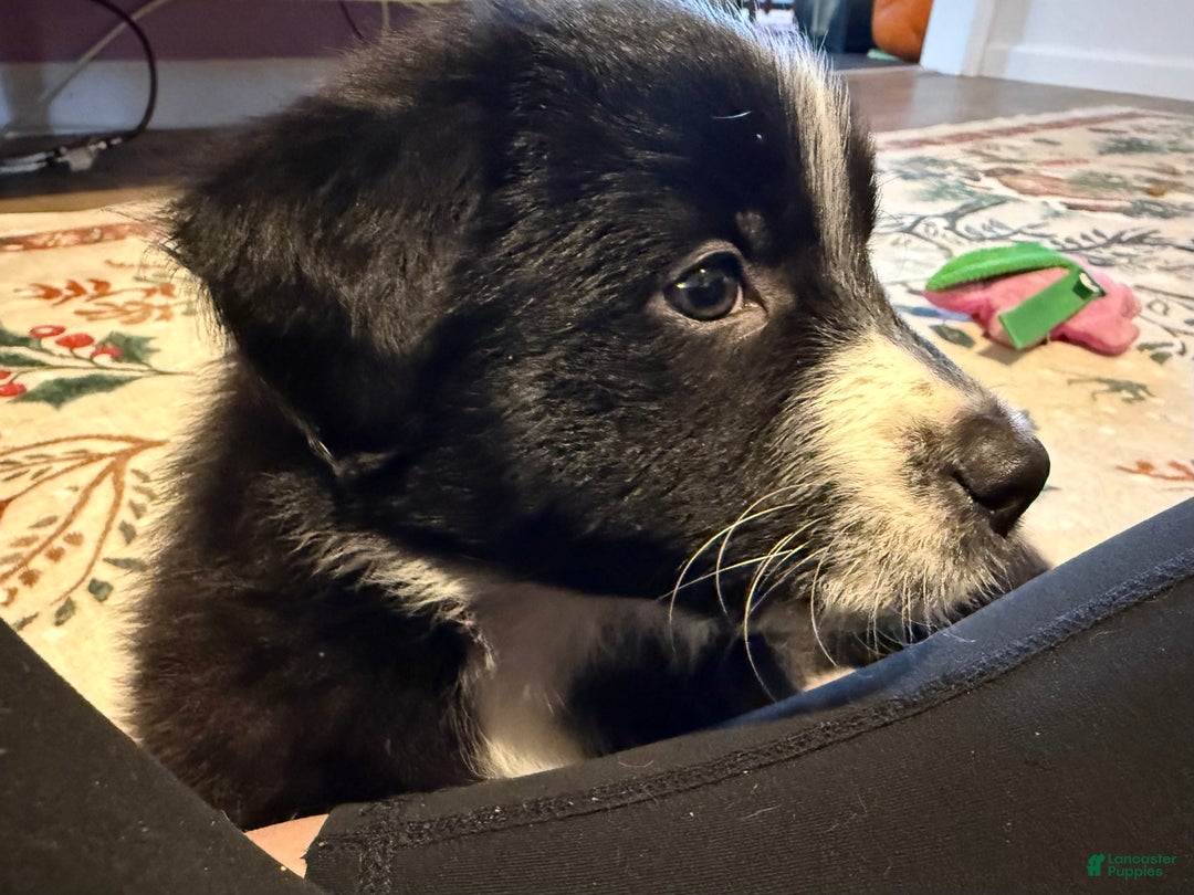 Mixed Breed dogs for sale: Mixed Breed Puppy 4 - Ad 3