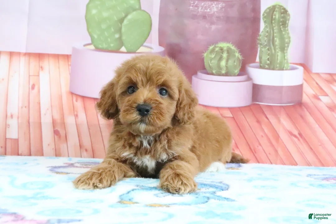 Mini Goldendoodle dogs for sale: Princess - Ad 1