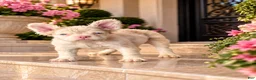 French Bulldog dogs for sale: Pink Prince - Ad 6
