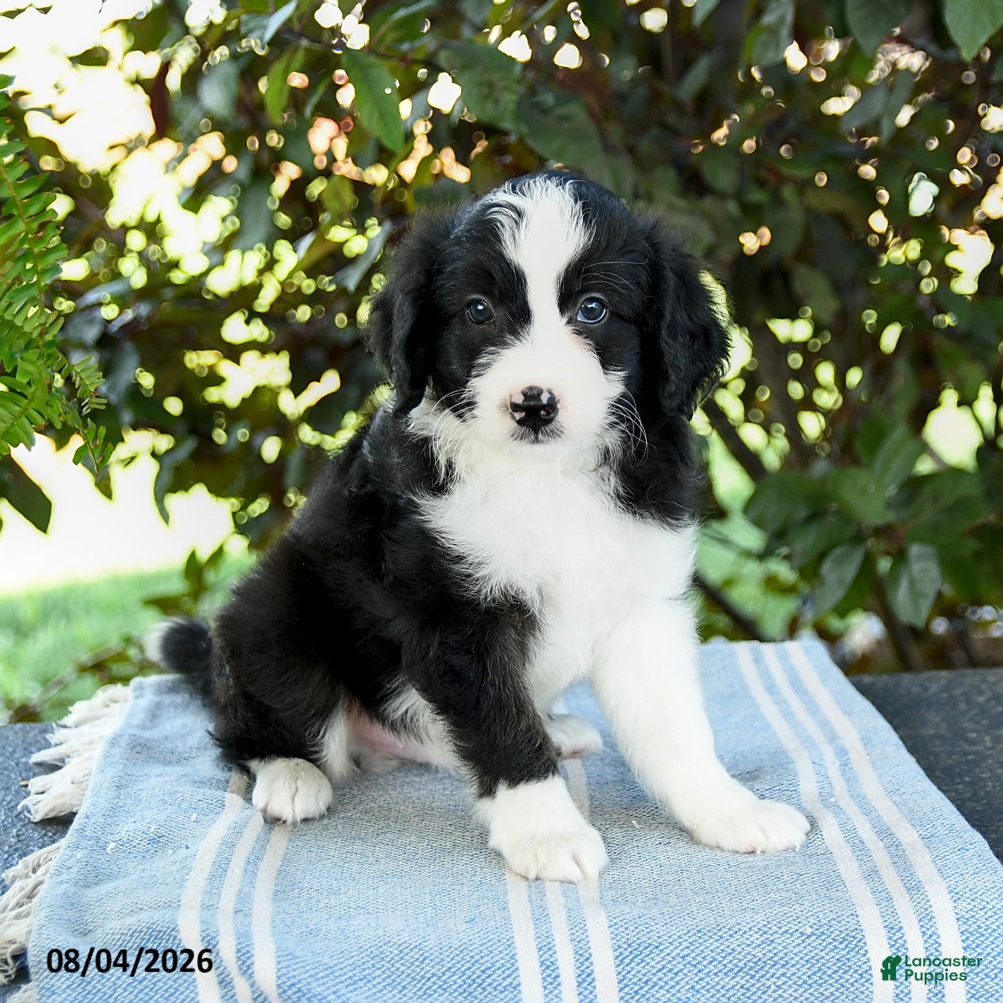 Aussiedoodle dogs Mocha - Ad 1
