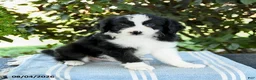 Aussiedoodle dogs for sale: Mocha - Ad 1