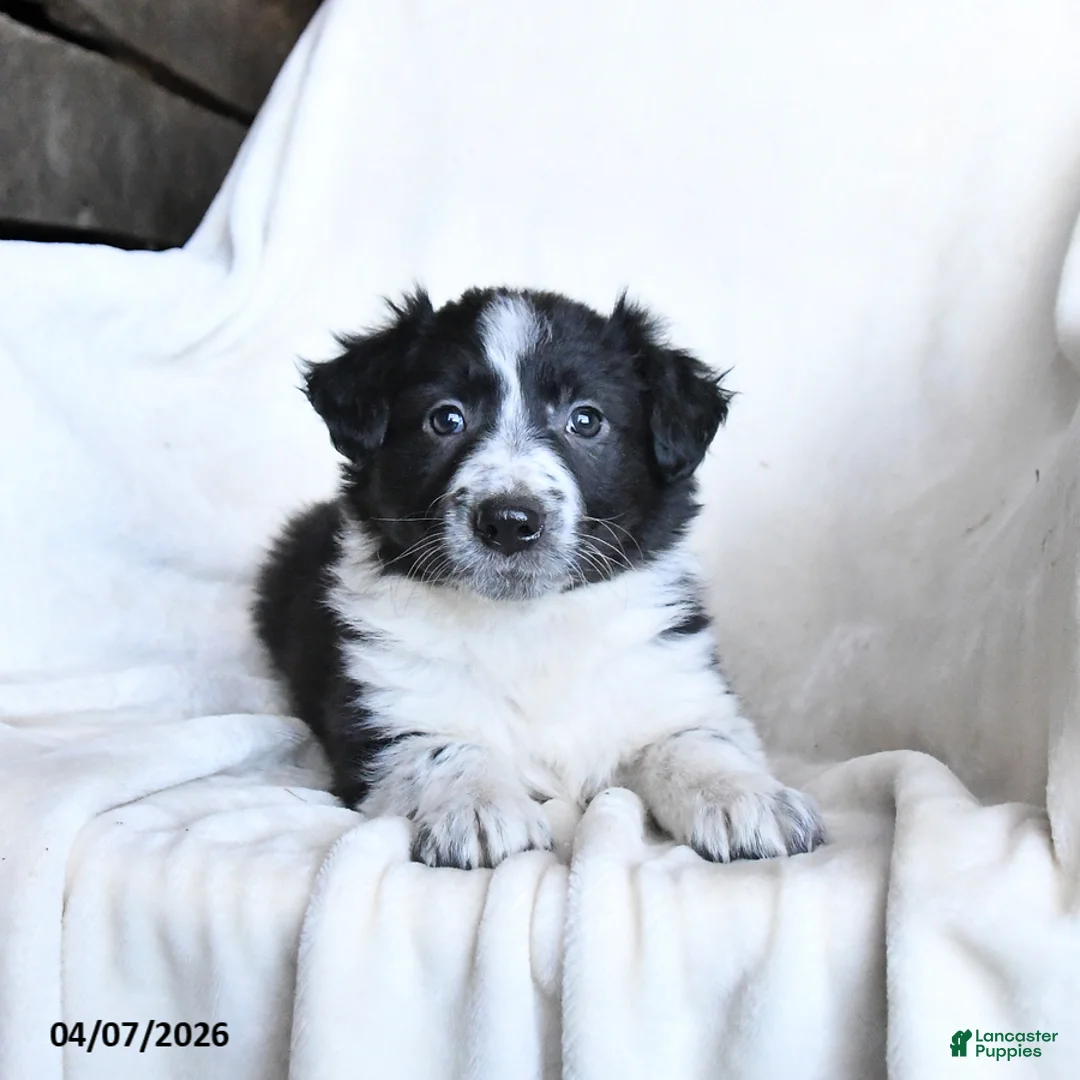 Border Collie dogs for sale: Fancy - Ad 1