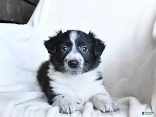 Border Collie dogs for sale: Fancy - Ad 1