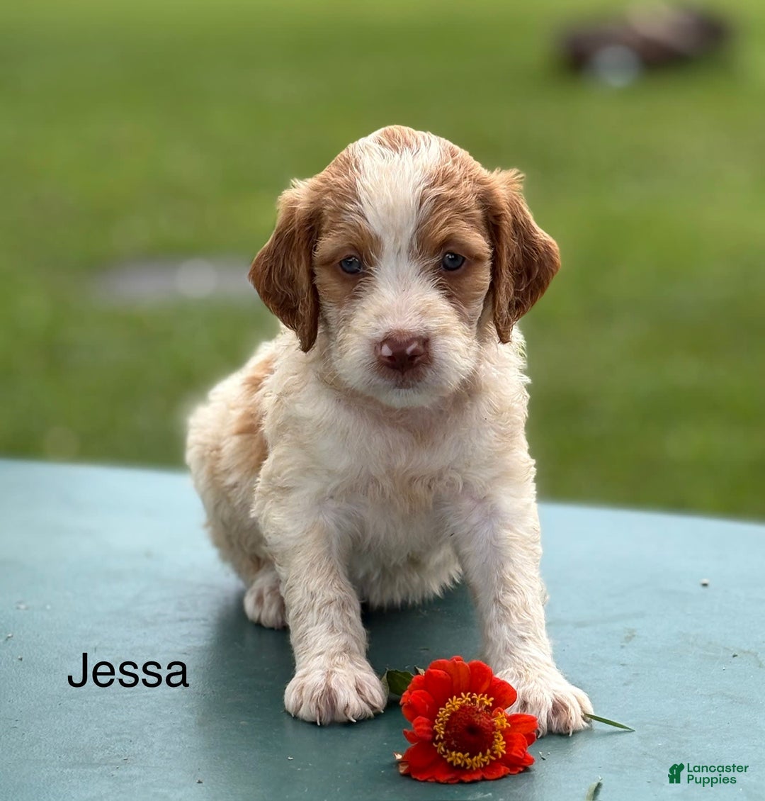 Miniature Brittany Doodle Brittany Spoodle Puppies Brittany Poo
