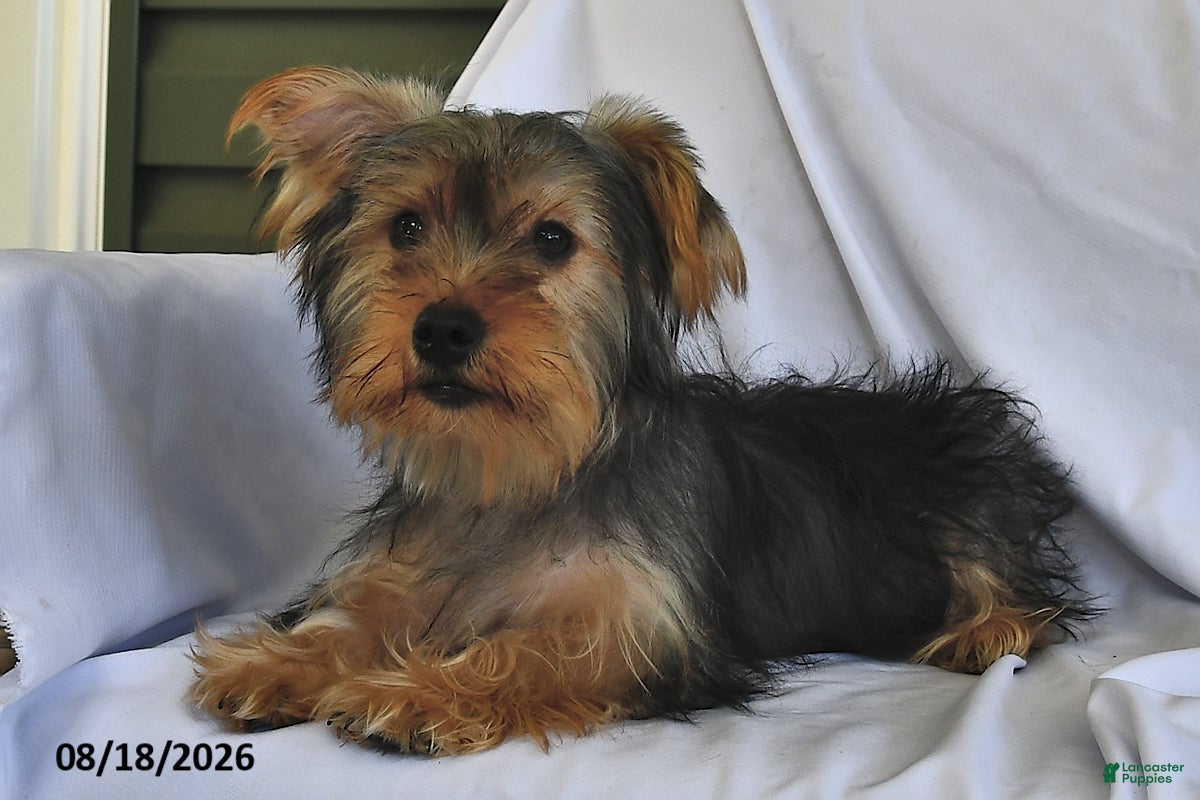 Yorkshire Terrier dogs Miney - Ad 1