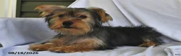 Yorkshire Terrier dogs for sale: Miney - Ad 2