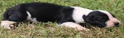 Great Dane dogs for sale: Great Dane 3 - Ad 4
