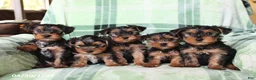 Yorkshire Terrier dogs for sale: Pip  - Ad 2