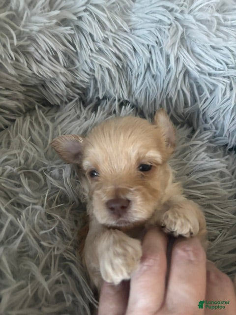 Maltipoo dogs for sale: Aspen - Ad 14