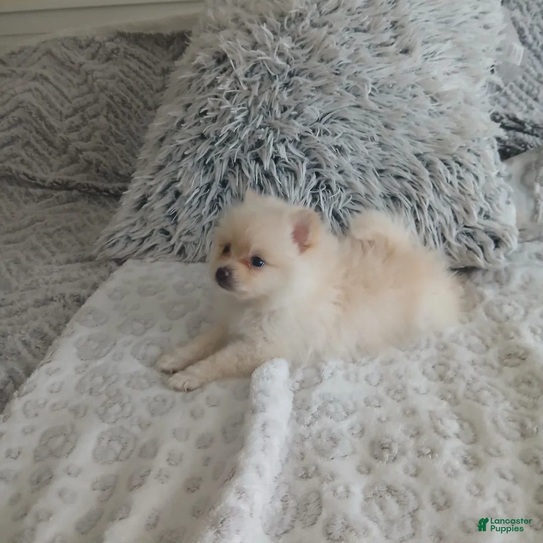 Pomeranian dogs for sale: Pomeranian Puppy 4 - Ad 1
