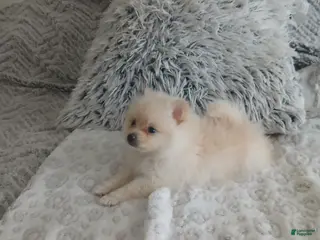 Pomeranian dogs Pomeranian Puppy 4 - Ad 18